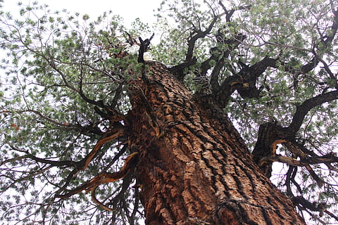 træ, gammel, natur, Skov, blade, bagagerum, naturlig, grøn, himmel, blad, dyrke, rod, stor, vækst, struktur, træstamme, bark, afdeling, lav vinkel visning, ingen mennesker, dag, plante, skønhed i naturen, ro, udendørs, tekstureret, Brun, jord, høj - høj, direkte under, træ baldakin, 5K, CC0, offentligt domæne, royaltyfrie