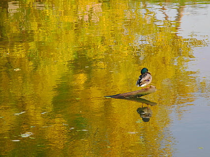 Ente, Reflexion, Wasser, scheinen, Natur, Tier, Baum, Herbst, Gelb, Erpel, wild, Wirbeltier, Tierthemen, ein Tier, Tierwelt, Tiere in freier Wildbahn, See, Ufergegend, keine Leute, Säugetier, Tag, draußen, Schwimmen, Vogel, Schönheit in der Natur, 2K, CC0, gemeinfrei, lizenzfrei