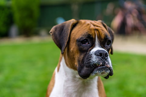 pugile, cane, animale domestico, pugile, cane, animali domestici, concentrarsi sulle conoscenze acquisite, un animale, mammifero, temi animali, canino, animale, domestico, vertebrato, parte del corpo animale, analizzare, cercare, guardare, pugile - cane, avvicinamento, ritratto, testa di animale, guardando lontano, giorno, nessuno, cane di razza, 5K, CC0, dominio pubblico, privo di copyright