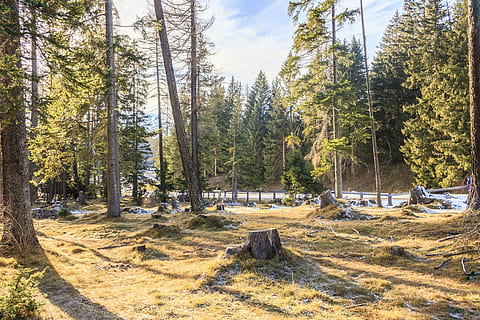 high, dynamic, range, Hdr, High Dynamic Range, digital processing, digital, high contrast, hdr image, contrast, dynamics, hdr photography, winter, icy, frost, hoarfrost, cold, landscape, biathlon, snow, winter cold, tree, forest, no people, nature, pine tree, plant, land, growth, day, beauty in nature, sky, green color, tranquil scene, tranquility, non-urban scene, sunlight, scenics - nature, outdoors, environment, field, 4K, CC0, public domain, royalty free