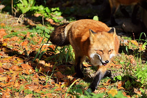 red fox, fuchs, predator, reddish fur, fur, wild animal, animal, forest animals, cute, reddish, zoo, wildlife park, wildpark poing, animal themes, mammal, one animal, animal wildlife, animals in the wild, vertebrate, nature, no people, day, sunlight, land, outdoors, field, plant, portrait, leaf, fox, plant part, forest, 4K, CC0, public domain, royalty free