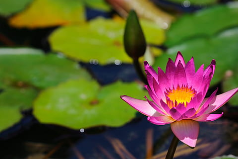 lotus, pool, flora, blad, natur, blomst, plante, blomstrende plante, friskhed, åkande, skønhed i naturen, vækst, Dam, kronblad, sårbarhed, vand, plante del, skrøbelighed, lyserød farve, tæt på, blomsterstand, blomsterhoved, flyder på vandet, lotus vandlilje, ingen mennesker, pollen, udendørs, forår, lilla, 1080P, CC0, offentligt domæne, royaltyfrie