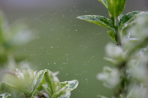 Natur, Netz, Dreh, Fehler, Makro, Spinnennetz, Tier, Beine, Garten, Gartenkreuzspinne, Tiere, Spinnen, Spinne, kreativ, Insekten, Netzspinnen, Pflanzenteil, Blatt, Pflanze, Wasser, fallen, Nahansicht, nass, keine Leute, Frische, Wachstum, grüne Farbe, selektiver Fokus, Schönheit in der Natur, Essen und Trinken, Lebensmittel, Gemüse, draußen, Tag, Regen, Gartenarbeit, Tau, Reinheit, 1080P, CC0, gemeinfrei, lizenzfrei