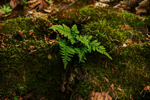 bregne, mos, træstump, lys, humør, Skov, skovbund, grøn, forår, fiddlehead, grøn farve, plante, vækst, blad, plante del, natur, ingen mennesker, fokus på forgrunden, skønhed i naturen, jord, dag, træ, høj vinkel visning, tæt på, udendørs, dyr i naturen, Mark, selektiv fokusering, et dyr, dyre temaer, 2K, CC0, offentligt domæne, royaltyfrie