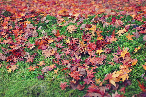 marrón, verde, campo de hierba, tiempo de día, hoja de arce, césped verde, otoño, hoja, naturaleza, temporada, al aire libre, rojo, amarillo, multi color, planta, color naranja, antecedentes, parque - espacio hecho por el hombre, octubre, belleza en la naturaleza, colores, nadie, flor, día, parte de la planta, cambio, hojas, que cae, vista de alto ángulo, tierra, campo, enfoque selectivo, de cerca, seco, fragilidad, condición natural, 1080P, CC0, dominio público, libre de derechos