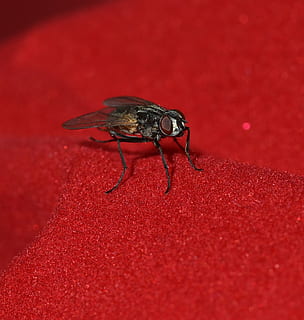 fliegen, klein, schwarz, Flügel, Insekt, schließen, Tier, Tierwelt, kleine Welt, Tierfotografie, Kreatur, winzig, Makro, rot, Tierthemen, wirbellos, ein Tier, Nahansicht, Tiere in freier Wildbahn, keine Leute, roter Hintergrund, Stubenfliege, High Angle View, draußen, Tag, Natur, Gliederfüßer, farbiger Hintergrund, Tierkörperteil, 1080P, CC0, gemeinfrei, lizenzfrei