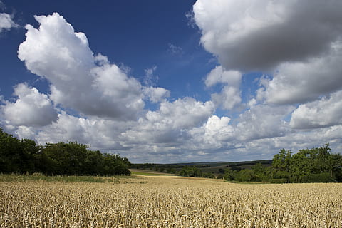ladang gandum, terkepung, pohon, awan, langit, bidang, ladang jagung, pertanian, alam, matahari, lebar, suasana hati, awan - langit, pemandangan, menanam, pemandangan pedesaan, tanah, lingkungan Hidup, pertumbuhan, keindahan di alam, scenics - alam, tanaman, adegan yang tenang, ketenangan, tanah pertanian, tanaman sereal, hari, tidak ada orang, di luar rumah, 4K, CC0, domain publik, bebas royalti