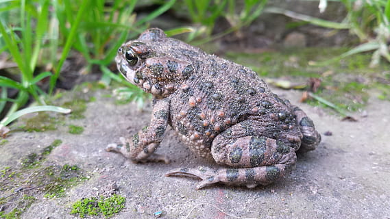 žába, ropucha, Příroda, letní, zelená tráva, slunce, zvířat, hmyz, cihlový, přistát, Země, jednoho zvířete, zvířata ve volné přírodě, den, venku, zvíře, plaz, nikdo, obratlovců, ještěrka, detail, rock - objekt, zaměřit se na popředí, pevný, Skála, plná délka, leguán, 4K, CC0, veřejná doména, bez autorských práv