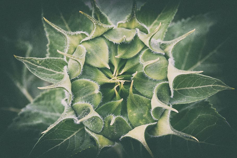 verde, germoglio di girasole, avvicinamento, foto, girasole, giovane, sottosviluppato, flora, germoglio, gara, estate, natura, fiori, foglia, verdura, pianta, crescita, colore verde, freschezza, nessuno, medicina di erbe, cibo, parte vegetale, bellezza nella natura, cibo e bevande, giorno, direttamente sopra, all'aperto, fragilità, vulnerabilità, vista dall'alto, fiore, erba, sepalo, 2K