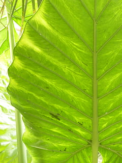 liść, duży, Zielony, przeświecający, liść słonia, liście strzałek, alokasie, alocasia, aronstab gewaechs, araceae, roślina ozdobna, tropikalny, alocasia odora, żyły liściowe, żyły, żeberka liściowe, rozerwać, część rośliny, zielony kolor, wzrost, roślina, piękno natury, żadnych ludzi, Natura, zbliżenie, liść palmowy, klimat tropikalny, dzień, drzewo palmowe, świeżość, drzewo, odchodzi, na dworze, pełna ramka, naturalny wzór, liść paproci lub palmy, tropikalne drzewo, 4K, CC0, domena publiczna, darmowe zdjęcia