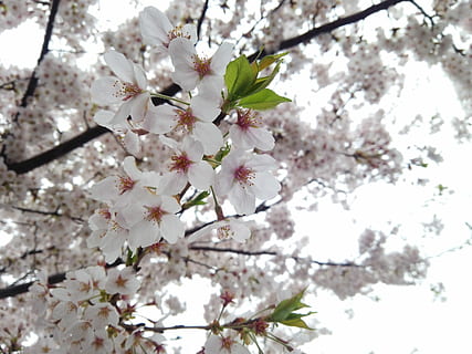 kirsebær, vår, vår, kirsebær, kirsebærblomstring, kirsebær, vår, blomstre, blomst, tre, gren, våren, kirsebærtre, blomstrende plante, anlegg, friskhet, skjørhet, vekst, sårbarhet, skjønnhet i naturen, kirsebærblomst, hvit farge, lav vinkel visning, dag, natur, frukttrær, nærbilde, ingen folk, utendørs, blomsterhodet, pollen, lys, en haug med blomster, 4K, CC0, offentlig domene, opphavsrett gratis