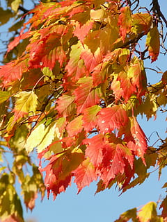 Ahorn, Acerplatanoide, Nadelblatt Ahorn, Laubbaum, goldener Herbst, Goldener Oktober, Herbst, Oktober, Wald, Blätter, golden, hell, Sonne, Gegenlicht, bunt, Farbe, Baum, Ast, Herbstwald, Herbstlaub, Pflanze, Veränderung, Schönheit in der Natur, orange Farbe, Pflanzenteil, Wachstum, Nahansicht, Blatt, Tag, Flachwinkelansicht, Natur, keine Leute, Verletzlichkeit, Himmel, draußen, Zerbrechlichkeit, Ahornblatt, natürlicher Zustand, 2K, CC0, gemeinfrei, lizenzfrei