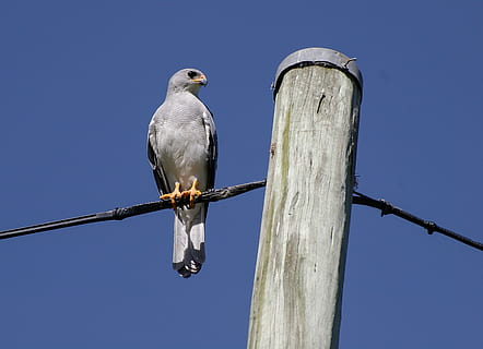 Azor, falcó, gris, blanc, ocell, raptor, groc, peus, posat, cable, pol, Queensland, Austràlia, vertebrats, temes d'animals, animal, fauna animal, animals a la natura, cel, un animal, vista d’angle baix, cap gent, cel clar, colom - ocell, colom de dol, naturalesa, dia, blau, a l'aire lliure, longitud completa, post de fusta, 2K, CC0, domini públic, lliure de regalies