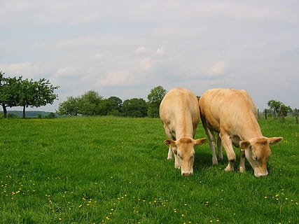 prato, siero, mucche, mammifero, pianta, temi animali, animale, domestico, erba, animali domestici, bestiame, campo, vertebrato, gruppo di animali, terra, colore verde, nessuno, pascolo, natura, mucca, albero, erbivoro, all'aperto, 1080P, CC0, dominio pubblico, privo di copyright
