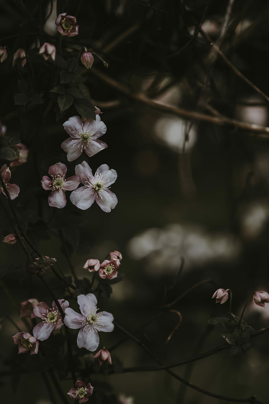 flors de pètals roses i blanques, selectiu, focalitzar la fotografia, rosa, blanc, flors de pètals, flor, arbre, ombra, pètal, bosc, marró, verd, fosc, llum, naturalesa, a l'aire lliure, planta, escalada, primavera, florir, Japó, flor de cirerer, planta amb flors, frescor, bellesa a la natura, vulnerabilitat, creixement, fragilitat, primer pla, cap gent, dia, enfocament selectiu, cap de flor, inflorescència, Color blanc, botànica, branca, pol·len, 8K