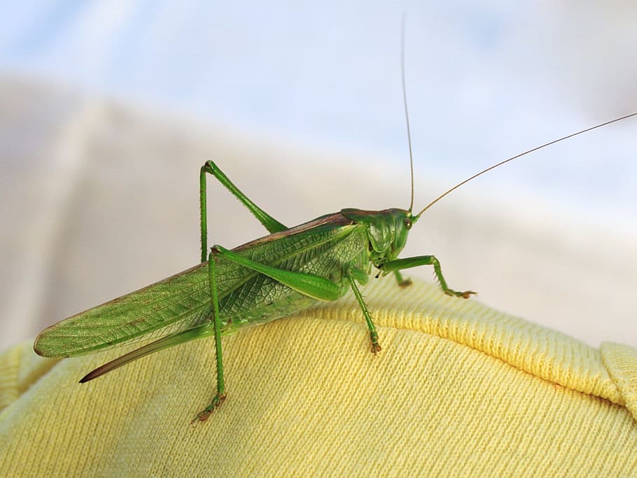 grøn, græshoppe, gul, strikket, tekstil, dyr, insekt, væsen, cricket, detalje, fauna, tragt, hoppe, ben, johannesbrødkernemel, dyreliv, et dyr, hvirvelløse, dyre temaer, dyr i naturen, tæt på, grøn farve, natur, fokus på forgrunden, dyr kropsdel, dyr antenne, dag, ingen mennesker, knælere, udendørs, plante del, blad, dyr ben, græsblad, 720P