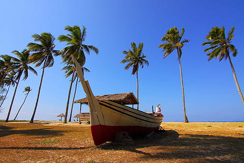 blue, sky boat, Palm Trees, Blue Sky, Boat, palm, sky, trees, travel, beach, palm Tree, sea, travel Locations, vacations, nature, tropical Climate, sand, island, travel Destinations, summer, coastline, beaches, idyllic, water, no People, outdoors, tranquil Scene, nautical Vessel, moored, transportation, mode of transportation, tree, plant, land, beauty in nature, day, scenics - nature, clear sky, coconut palm tree, anchored, sailboat, 1080P