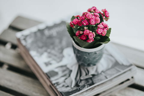 little, pink, flowers, pot, various, items, flora, table, coffee, cute, magazine, plant, blossom, beautiful, flower, nature, bouquet, close-up, no people, indoors, day, freshness, flowering plant, beauty in nature, fragility, vulnerability, flower head, still life, selective focus, high angle view, vase, flower arrangement, pink color, inflorescence, bunch of flowers, crockery, 5K