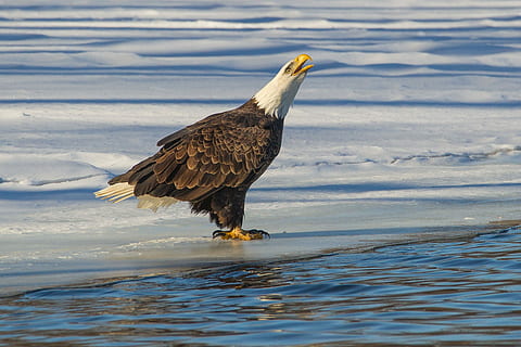 Adler, Winter, kahl, Strand, Vogel, Sand, nass, Tierwelt, Tiere in freier Wildbahn, Tier, Tierthemen, Wirbeltier, Wasser, ein Tier, Raubvogel, Weißkopfseeadler, keine Leute, Adler - Vogel, Natur, kalte Temperatur, Meer, Schnee, Tag, 1080P, CC0, gemeinfrei, lizenzfrei