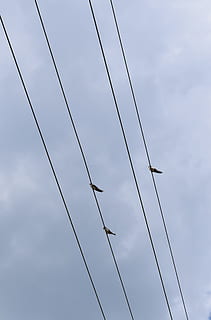 uccello, cielo, nube, cablaggio, posatoio, Inquadratura dal basso, cavo, nuvola - cielo, connessione, elettricità, linea elettrica, nessuno, giorno, natura, temi animali, vertebrato, animale, fauna selvatica, tecnologia, Alimentazione elettrica, animali allo stato selvatico, all'aperto, gruppo di animali, 5K, CC0, dominio pubblico, privo di copyright