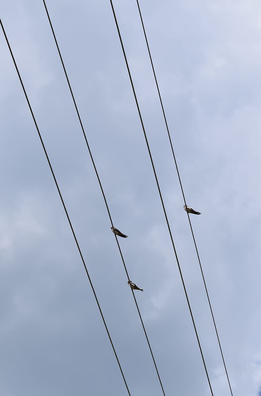 ocell, cel, núvol, cablejat, refugi, vista d’angle baix, cable, núvol - cel, connexió, electricitat, línia elèctrica, cap gent, dia, naturalesa, temes d'animals, vertebrats, animal, fauna animal, tecnologia, Font d'alimentació, animals a la natura, a l'aire lliure, grup d’animals, 5K