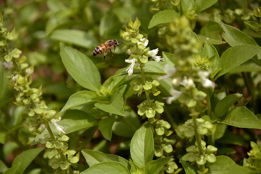 Biene, Natur, Basilikum, Makro, Frühling, Garten, Umgebung, wunderschönen, Pflanze, Bestäubung, Hundebiene, Honig, Landschaft, Grün, Imkerei, Insekt, Blumen, zarte Blumen, wirbellos, Pflanzenteil, Blatt, Wachstum, Tierthemen, Tier, ein Tier, Blume, blühende Pflanze, Tierwelt, Tiere in freier Wildbahn, Zerbrechlichkeit, Schönheit in der Natur, grüne Farbe, Frische, Verletzlichkeit, keine Leute, Blütenkopf, draußen, 5K