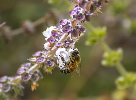 fiori, natura, fiore, insetto, impollinazione, insetti, basilico, pianta fiorita, invertebrato, temi animali, animali allo stato selvatico, fauna selvatica, animale, fragilità, bellezza nella natura, un animale, pianta, vulnerabilità, avvicinamento, freschezza, petalo, testa di fiore, nessuno, Ape, all'aperto, viola, primavera, bombo, 2K, CC0, dominio pubblico, privo di copyright