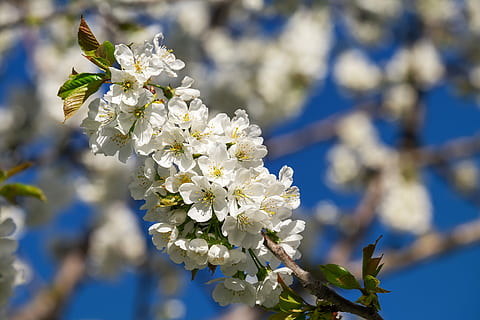 fotografia macro, blanc, flors de pètals, Flors de cirerer, florir, primavera, arbre, branca, flor, flor blanca, cirera, plena floració, esplendor blanca, cel, flor de cirerer, arbre fruiter, frühlingsanfang, tancar, temps de floració, kaiserstuhl, planta, planta amb flors, fragilitat, bellesa a la natura, vulnerabilitat, frescor, primer pla, Color blanc, naturalesa, creixement, pètal, centrar-se en primer pla, dia, cap de flor, cap gent, a l'aire lliure, cirerer, pol·len, 4K, CC0, domini públic, lliure de regalies