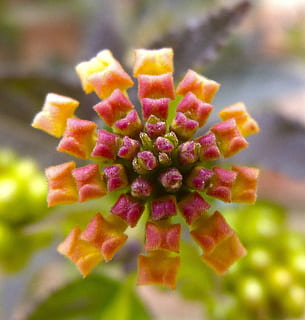 Lantana, Blume, Explosion, Gradient, blühende Pflanze, Pflanze, Nahansicht, Frische, Schönheit in der Natur, Blütenkopf, Blütenstand, Verletzlichkeit, Zerbrechlichkeit, Wachstum, Fokus auf den Vordergrund, Blütenblatt, Tag, selektiver Fokus, keine Leute, Natur, draußen, Botanik, Gelb, lila, 1080P, CC0, gemeinfrei, lizenzfrei