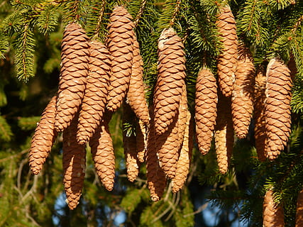 pinjekegler, hanen, træ, nåletræ, fælles gran, picea abies, rød gran, gran, Picea, plante, vækst, natur, ingen mennesker, tæt på, dag, skønhed i naturen, udendørs, sollys, blad, friskhed, lav vinkel visning, hængende, Palme træ, mad og drikke, grøn farve, plante del, fokus på forgrunden, Brun, 2K, CC0, offentligt domæne, royaltyfrie