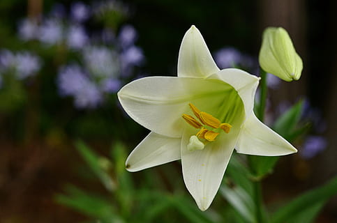 flor petalada blanca, Pasqua, lliri, flor, florir, blanc, primavera, naturalesa, planta amb flors, fragilitat, planta, pètal, vulnerabilitat, bellesa a la natura, frescor, primer pla, cap de flor, inflorescència, centrar-se en primer pla, creixement, cap gent, pol·len, dia, a l'aire lliure, Color blanc, porpra, 4K, CC0, domini públic, lliure de regalies