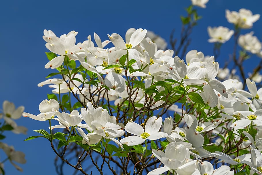 Lukk, bilde, hvit, bred, petaled blomst, cornales, blomster, blomst, natur, treblomster, vår, vårblomstrer, hvit blomst, himmel, anlegg, blomstrende plante, skjønnhet i naturen, friskhet, hvit farge, skjørhet, sårbarhet, petal, nærbilde, våren, blå, gren, vekst, ingen folk, blomstre, tre, blomsterhodet, 4K