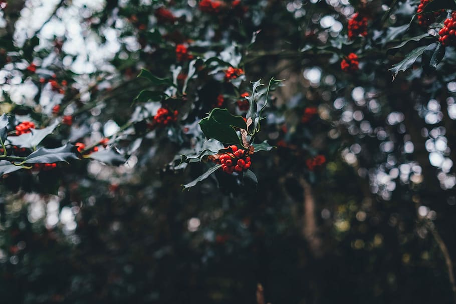 Mistel, selektiv, fokus fotografie, tagsüber, selektiver Fokus, Fotografie, Natur, Nahansicht, Winter, Baum, Jahreszeit, Pflanze, Ast, Hintergründe, draußen, Eis, Obst, rot, keine Leute, Wachstum, Frische, gesundes Essen, Fokus auf den Vordergrund, Essen und Trinken, Beerenfrucht, Schönheit in der Natur, Lebensmittel, Tag, Zerbrechlichkeit, reif, Vogelbeere, 4K