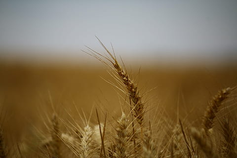 camp de blat, blat, camps, camps de blat, cereals, epi, collita, cultures, agricultura, planta de cereals, cultiu, planta, escena rural, creixement, camp, terra, paisatge, ordi, granja, naturalesa, cel, bellesa a la natura, primer pla, medi ambient, cap gent, escenics - natura, tranquil·litat, a l'aire lliure, madur, 2K, CC0, domini públic, lliure de regalies