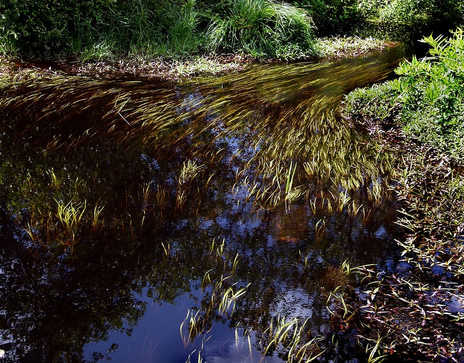 corrent, rierol, riu, males herbes, bog, pantà, naturalesa, aigua del pantà, taní, aigua de color marró, reflexió, a l'aire lliure, arbre, bosc, planta, aigua, creixement, cap gent, tranquil·litat, dia, bellesa a la natura, terra, descàrrega, davant del mar, llac, escenics - natura, llum solar, aigua que flueix, que flueix, 2K