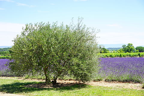 grøn, træ, Mark, grønt træ, oliventræ, idyl, idyllisk, lavendel, lavendel felt, lavendel blomster, blå, blomster, lilla, dunkellia, violet, lavendel dyrkning, landbrug, vilde plante, wildblue, sand lavendel, smalblad lavendel, blomsterstand, lavandula angustifolia, lavandula officinalis, lavandula vera, lamiaceae, afgrøde, duftende plante, lægeplante, duftende, hyttehave, seng, homøopati, sommer blomster, haven blomster, plante, natur, sommer, have, flora, botanik, dekorative, urter, eng, blomst eng, lavendel eng, Lavendula, urt, fransk, provence, kronblade, aromatisk, aroma, duft, blomstring, blomstrende lavendel, lilla blå, landlige scene, blomst, grøn farve, landskab, udendørs, gård, scenics, skønhed i naturen, ingen mennesker, himmel, forår, vækst, dag, ro, jord, blomstrende plante, sollys, rolig scene, miljø, scenics - natur, friskhed, blomsterseng, 5K, CC0, offentligt domæne, royaltyfrie