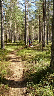 nature, tree, cycle, forest, path, plant, land, growth, one person, day, leisure activity, real people, lifestyles, tree trunk, trunk, beauty in nature, woodland, grass, sunlight, non-urban scene, tranquility, outdoors, riding, 4K, CC0, public domain, royalty free
