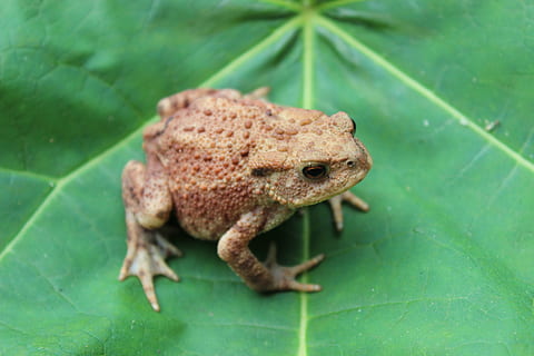 rospo, foglia, verruche, verde, animale, temi animali, un animale, fauna selvatica, parte vegetale, animali allo stato selvatico, colore verde, rana, vertebrato, avvicinamento, anfibio, nessuno, natura, concentrarsi sulle conoscenze acquisite, giorno, rettile, all'aperto, messa a fuoco selettiva, zoologia, le foglie, occhio animale, 2K, CC0, dominio pubblico, privo di copyright