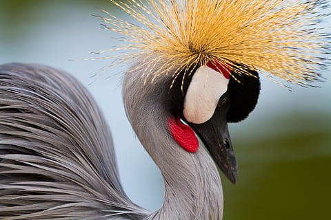 uccello, animali, bipede, un animale, animali allo stato selvatico, temi animali, parte del corpo animale, fauna selvatica, animale, vertebrato, avvicinamento, concentrarsi sulle conoscenze acquisite, nessuno, gru, giorno, becco, testa di animale, natura, all'aperto, la cresta degli animali, collo animale, vista profilo, bocca animale, 5K, CC0, dominio pubblico, privo di copyright