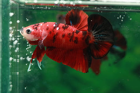 betta, peix, betta, peix, hmpk, un animal, temes d'animals, animals a la natura, aigua, fauna animal, cap gent, animal, primer pla, vermell, vertebrats, insecte, centrar-se en primer pla, ala dels animals, invertebrat, vidre - material, nedar, transparent, naturalesa, a l'aire lliure, papallona - insecte, marí, 4K, CC0, domini públic, lliure de regalies