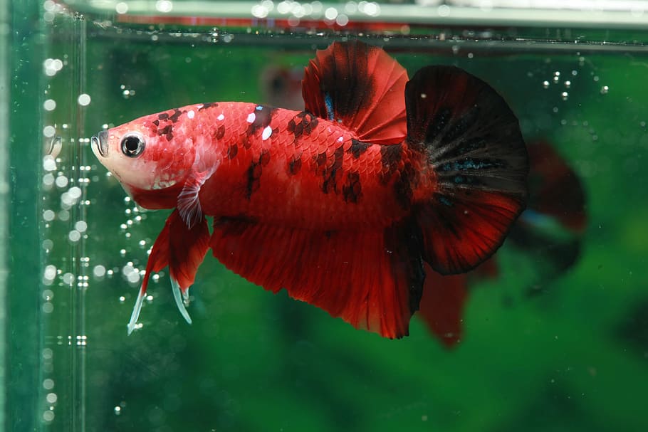 betta, peix, betta, peix, hmpk, un animal, temes d'animals, animals a la natura, aigua, fauna animal, cap gent, animal, primer pla, vermell, vertebrats, insecte, centrar-se en primer pla, ala dels animals, invertebrat, vidre - material, nedar, transparent, naturalesa, a l'aire lliure, papallona - insecte, marí, 4K