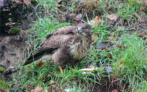 pelkė, šoninė, bendras buzzardas, buzzard, plėšrusis paukštis, paukštis, plėšrūnas, gyvūnų pasaulį, medžiotojas, Paukščių gripas, mėsėdžiai, gyvūnas, pobūdį, padaras, gyvūnų gyvūnija, gyvūnams, gyvūnų temos, vienas gyvūnas, augalų, žolė, stuburiniai, žemės, lauke, dieną, žalia spalva, nėra žmonių, augimą, perching, aukšto kampo vaizdas, 4K, CC0, Viešasis domenas, nemokamai
