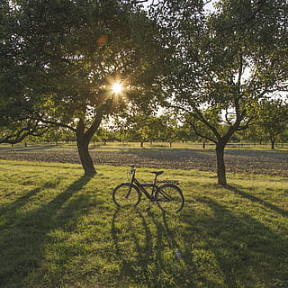 luz de fundo, Dom, por do sol, plantas, Prado, campo, verão, exterior, ensolarado, natureza, leve, retroiluminado, brilho do sol, iluminação externa, bicicleta, árvore, parque, plantar, luz solar, grama, tranquilidade, cor verde, terra, crescimento, reflexo de lente, sombra, cena tranquila, beleza na natureza, scenics - natureza, céu, dia, ninguém, ao ar livre, roda, 2K, CC0, domínio público, royalty free
