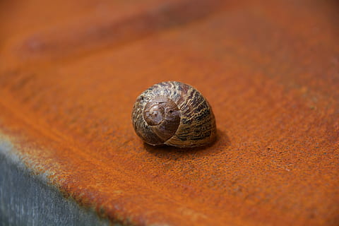 hlemýžď, rez, shell, vzor, zahrada, jednoho zvířete, zvířat, zvířata ve volné přírodě, plži, zvíře, detail, selektivní zaměření, bezobratlý, nikdo, měkkýš, zvířecí shell, spirála, hnědý, Příroda, den, jeden objekt, venku, francouzské jídlo, 5K, CC0, veřejná doména, bez autorských práv