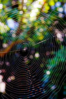 Spinnennetz, Gegenlicht, Natur, Spinne, Netzwerk, Makro, Spinnweben, schließen, Makrofotografie, Licht, Grün, Zerbrechlichkeit, Verletzlichkeit, Nahansicht, keine Leute, Muster, Fokus auf den Vordergrund, Schönheit in der Natur, Tierthemen, natürliches Muster, Tag, Wasser, fallen, Tier, Vollbild, draußen, nass, Komplexität, konzentrisch, 4K, CC0, gemeinfrei, lizenzfrei