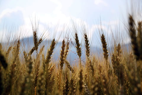 braune pflanze lot, Weizen, Felder, Pflanzen, Weizenfeld, Landwirtschaft, Gelb, golden, Bauernhof, Sonne, ländlich, Ernte, Wachstum, Wiesen, Korn, draußen, Saat, Ackerland, Grün, Lebensmittel, Getreidepflanze, ländliche Szene, Feld, Landschaft, Pflanze, Land, Natur, Himmel, Nahansicht, Schönheit in der Natur, Ruhe, keine Leute, Tag, Szenen - Natur, selektiver Fokus, Hafer - Ernte, 4K, CC0, gemeinfrei, lizenzfrei