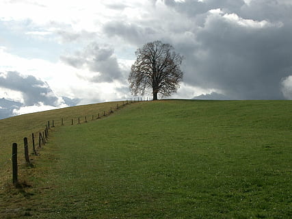 regnmoln, bete, träd, natur, moln - himmel, landsbygden scen, gräs, landskap, äng, himmel, utomhus, scenics, växt, miljö, landa, lugn, lugn plats, scenics - natur, fält, skönhet i naturen, gräns, barriär, nakna träd, icke-urbana scenen, staket, inget folk, 1080P, CC0, offentligt domän, royaltyfria