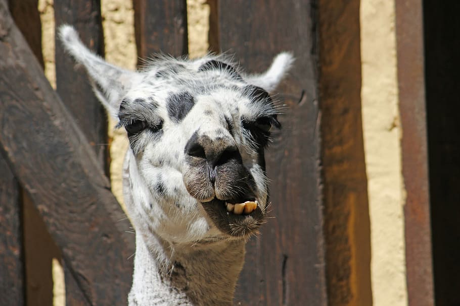 lama, cap, cara, orelles, zoo, fotografia de fauna salvatge, mamífer, cap de lama, retrat, un animal, temes d'animals, animals domèstics, bestiar, dia, animal, mascotes, nacional, vertebrats, centrar-se en primer pla, barrera, cap gent, part del cos dels animals, límit, primer pla, tanca, cap d’animals, fauna animal, a l'aire lliure, herbívors, boca oberta, boca d’animals, 5K