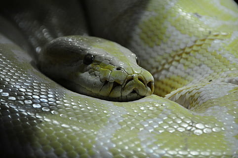 python, serp, boa, constrictor, reptil, rèptil, animals, animal, temes d'animals, un animal, fauna animal, vertebrats, primer pla, animals a la natura, cap gent, escala d’animals, part del cos dels animals, arrissat, zoo, cap d’animals, animals en captivitat, comunicació, dia, senyal d'advertència, naturalesa, verinós, ull d’animals, 4K, CC0, domini públic, lliure de regalies
