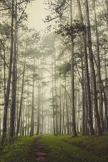 scenario, pineta, nebbia, albero, pianta, foresta, terra, bosco, tronco, tronco d'albero, bellezza nella natura, la tranquillità, ambiente, scena tranquilla, natura, scena non urbana, nessuno, scenics - natura, paesaggio, colore verde, giorno, all'aperto, 4K, CC0, dominio pubblico, privo di copyright